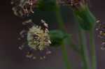 Rugel's Indianplantain <BR>Rugel's ragwort